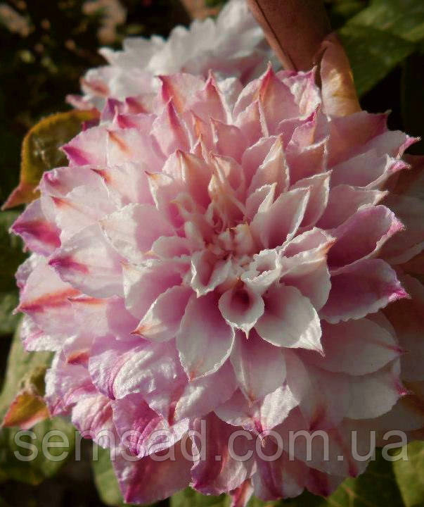 Клематис Дансінг Смаїл ( саджанці 3 роки С1.5л )