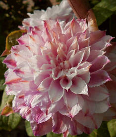 Клематис Дансінг Смаїл ( саджанці 3 роки С1.5л )