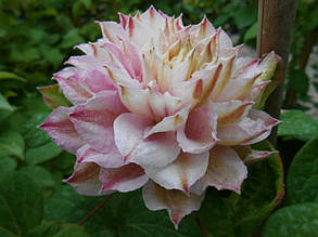 Клематис Дансінг Смаїл ( саджанці 3 роки С1.5л ), фото 3