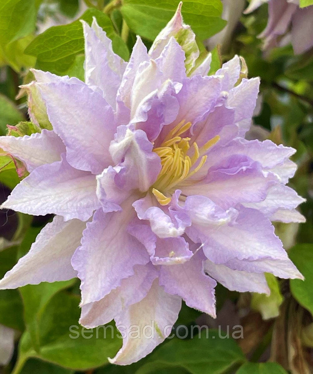 Клематис Дансінг Кінг ( саджанці 3 роки С1.5л )
