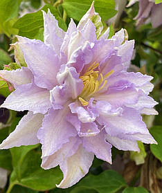 Клематис Дансінг Кінг ( саджанці 3 роки С1.5л )