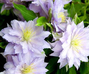 Клематис Дансінг Кінг ( саджанці 3 роки С1.5л ), фото 3