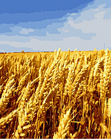 Картина по номерам Душистая пшеница 40х50см Картины по номерам сельский пейзаж Rainbow Art GX44804