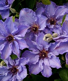 Клематис Міосотіс \ Clematis Myosotis ( саджанці 2 роки р9 )