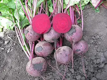 Буряк Зепо F1 200шт (Проф.Нас), фото 2