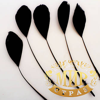 Пір'я-антенки