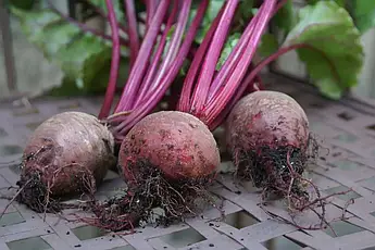 Буряк Детройт 5г (Проф.Нас), фото 3