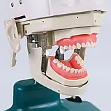 Фантом стоматологічний, фото 4