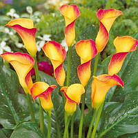 Кала дрібний гурт