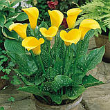 Кала Gold Crown 6/8, фото 2