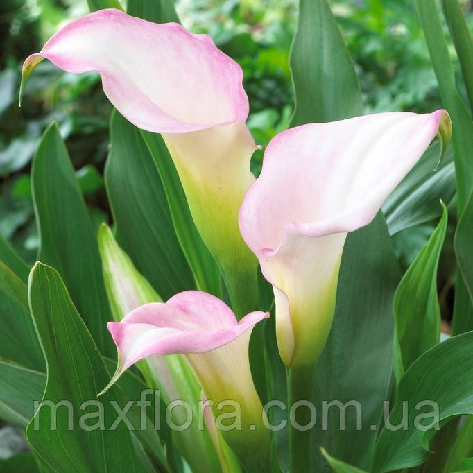 Калла Crystal Blush (відкритий корінь 10/12), фото 1