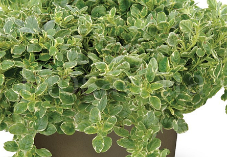 Орегано Панта (Origanum Vulgare Panta), материнка звичайна, фото 3