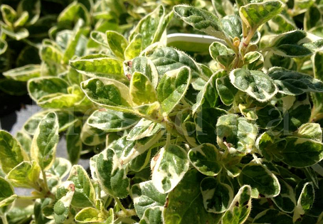 Орегано Панта (Origanum Vulgare Panta), материнка звичайна, фото 1