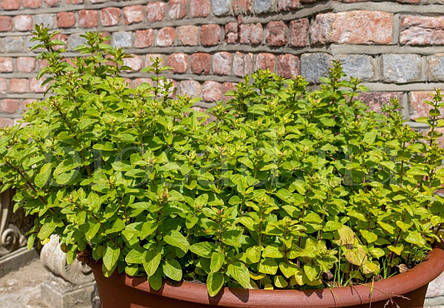 Орегано Голд (Origanum Gold), материнка звичайна, фото 3