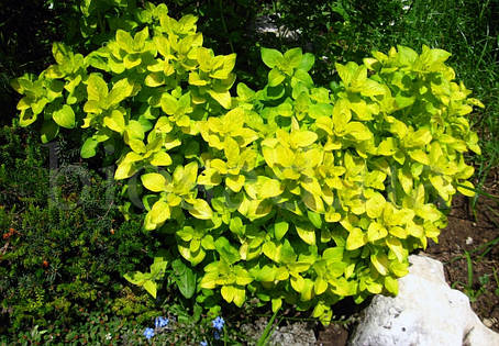Орегано Голд (Origanum Gold), материнка звичайна, фото 1