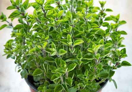 Орегано Супреме (Origanum Supreme), материнка звичайна, фото 3