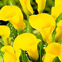 Калла Gold Crown 08/10