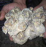 Калла Gold Crown 14/16, фото 5