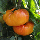 Насіння Томат Зірка Техасу 12 шт., СМ, фото 3