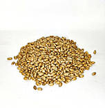 Пшениця для пророщування та вживання в їжу 1 кг, фото 2