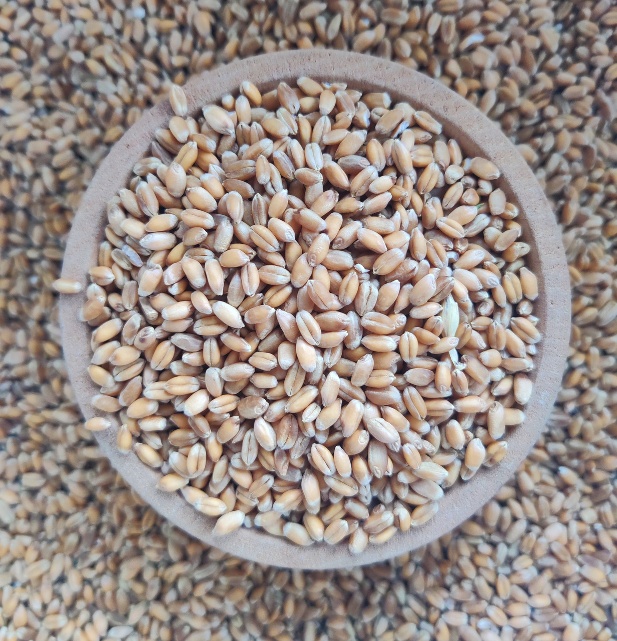Пшениця насіння оптом 10 кг