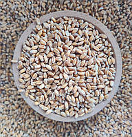 Пшеница семян оптом 10 кг