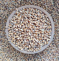 Пшениця для для пророщування та вживання в їжу 5 кг