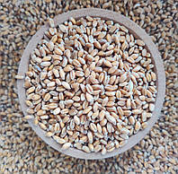 Пшениця для пророщування та вживання в їжу 1 кг