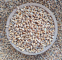 Пшениця для тварин та птахів 1 кг