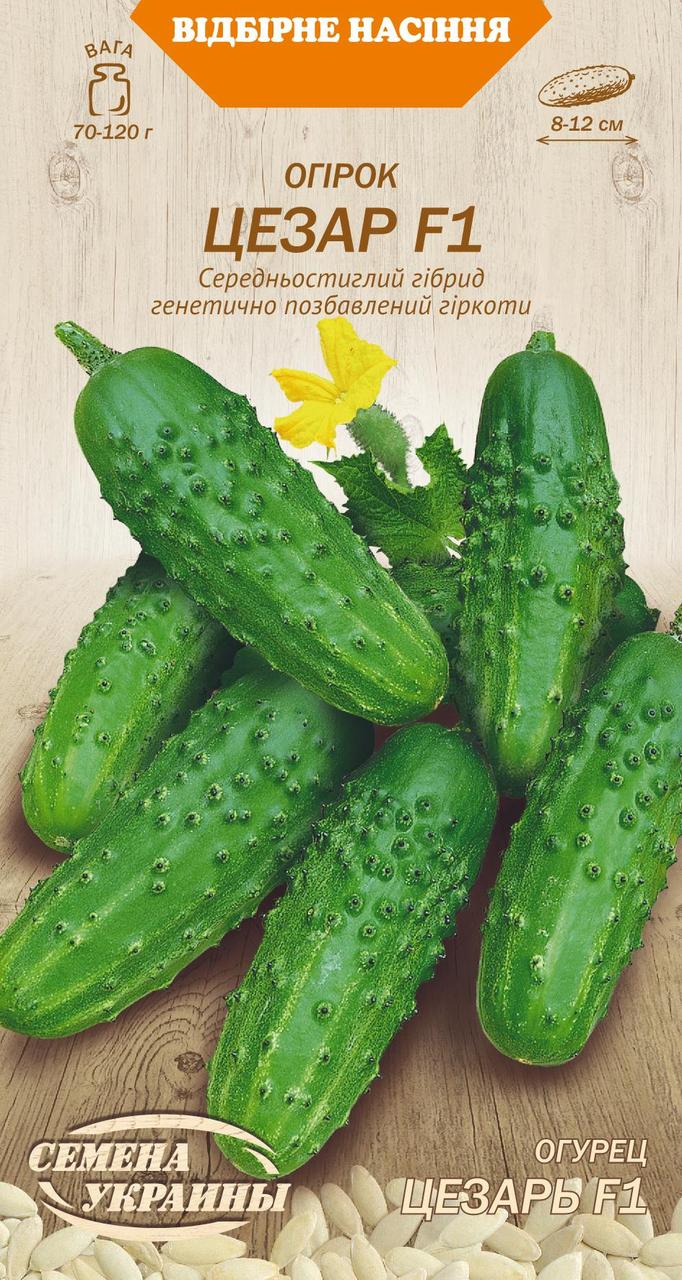 Насіня насіння огірок Цезарь ф1
