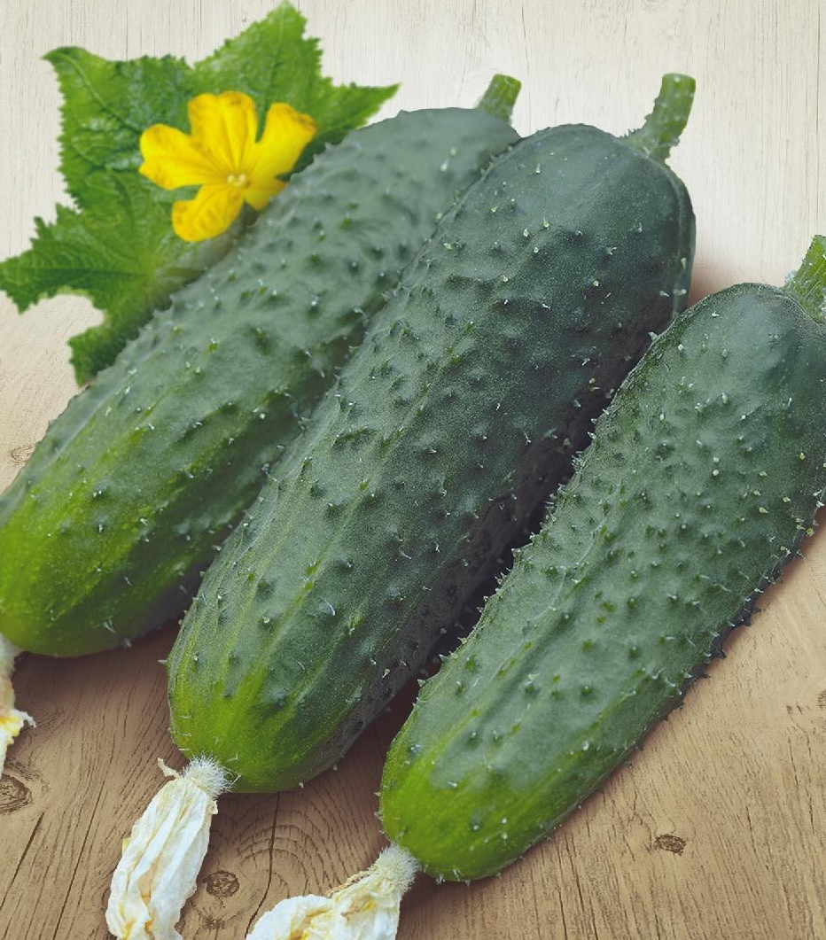 Насіння огірок Рацибор 5г Польща