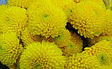 Хризантема корейская желтая №240 маточнік (корінь з ростками), фото 3