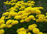 Хризантема корейская желтая №240 маточнік (корінь з ростками), фото 6
