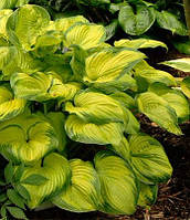 Хоста " Олд Глори " \ Hosta Old Glory ( саженцы )