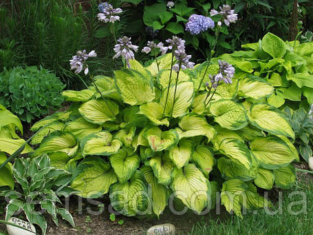 Хоста " Олд Глорі " \ Hosta Old Glory ( саджанці ), фото 2