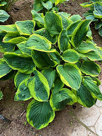 Хоста Абікуа Мумбим \ Hosta "Abiqua Moonbeam" ( саджанці)