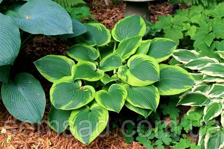 Хоста Абікуа Мумбим \ Hosta "Abiqua Moonbeam" ( саджанці), фото 2