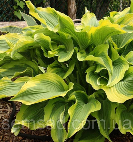 Хоста Атлантіс \ hosta Atlantis ( саджанці р9 )