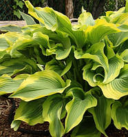 Хоста Атлантис \ hosta Atlantis ( саженцы р9 )