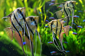 Корм Dajana Tropical Granules Basic 10 L/5200 г Корм в виде гранул для тропических аквариумных рыб, фото 2