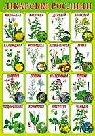 Плакат шкiльний: Лікарські рослини