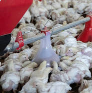 Контрольна годівниця Codaf лінія годування для індичок без датчика, фото 3