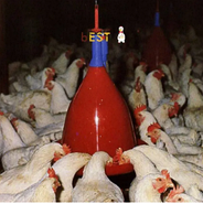 Поїлка Jumbo B для брайлерів, несучок та індички, автоматичне поїння для птахів, фото 2