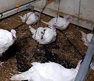 Ваги для зважування птиці з платформою для індичок, система зважування, обладнання для пташників, фото 6