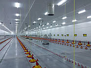 Освітлення птахофабрик LED лампа 1200 мм, (IP65) 18W, 230V, 3600 К, фото 3