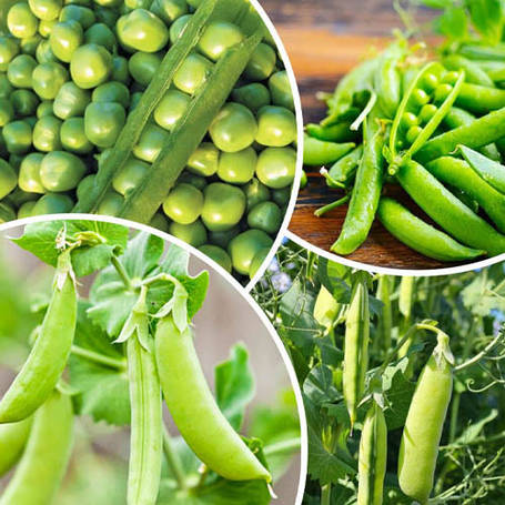 Гасіння гороху