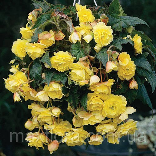 Бегонія пендула жовта 5/6, фото 1