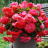 Бегонія пендула жовта 5/6, фото 2