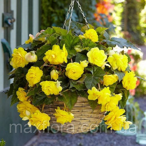 Бегонія Pendula Large Hanging Yellow 5/6, фото 1