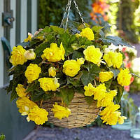Бегонія Pendula Large Hanging Yellow 5/6